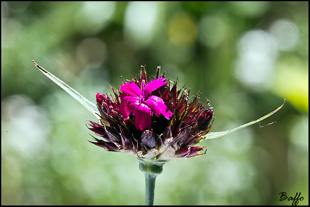 Dianthus sanguineus / Garofano sanguigno